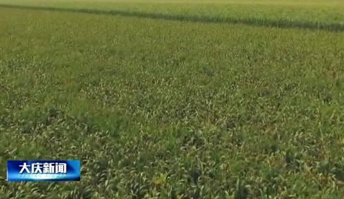 大慶市經(jīng)濟(jì)作物種植面積突破79萬畝