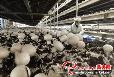 安徽省定遠(yuǎn)縣:秸稈變廢為寶 雙孢菇里藏財(cái)富