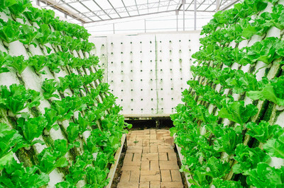 農(nóng)作物種植大棚