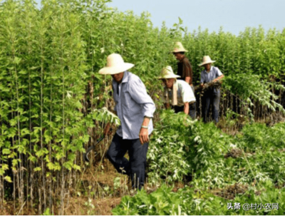 農(nóng)村致富樹選擇,種植什么作物更有利可圖?