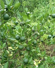 pohua牌 光合液寶,改善農(nóng)作物栽培種植的新利器