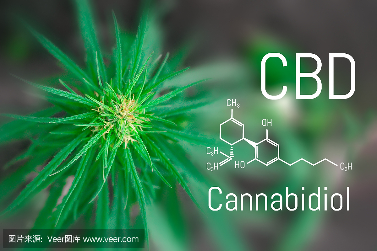 醫用大麻和大麻二酚CBD油的化學配方。種植高質量的大麻產品。為治療目的使用大麻油的概念