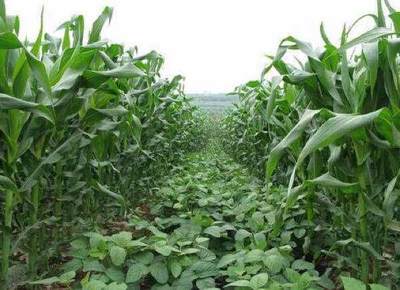 玉米套種大豆新種植模式,畝產量大增,農民可年增收40余萬