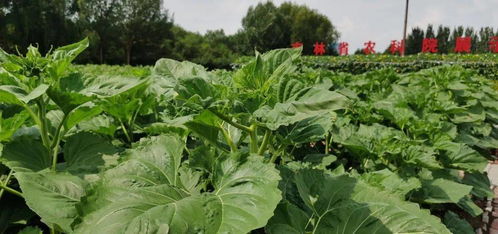 種植經濟作物促脫貧 技術交流分享保增收
