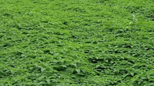 護農 撂荒地八大類特色作物典型種植模式
