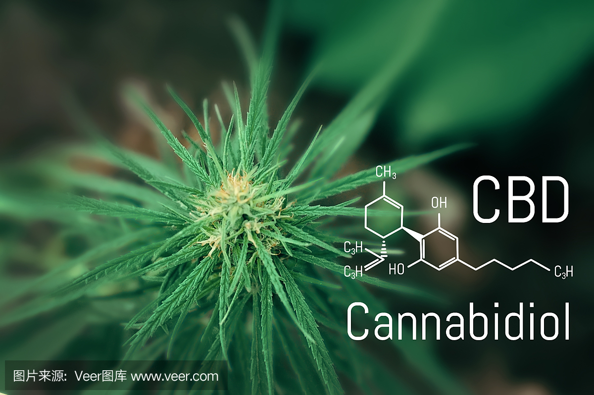 醫用大麻和大麻二酚CBD油的化學配方。種植高質量的大麻產品。為治療目的使用大麻油的概念