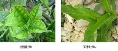 作物12種最常見缺素癥 咋辨 咋治全懂了