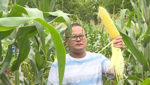東興區舉行鮮食玉米 看禾選種 現場觀摩會