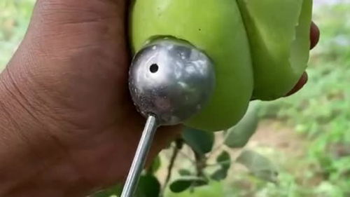 使用農產品嫁接技術,培育出來的牛奶蘋果,味道和銷量還是非常可觀的