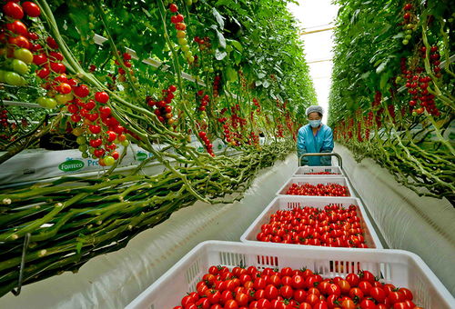 甘肅張掖 戈壁農業(yè)結碩果助農增收促發(fā)展