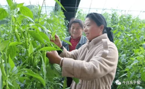 滿滿 她力量 點贊東平巾幗創業致富帶頭人