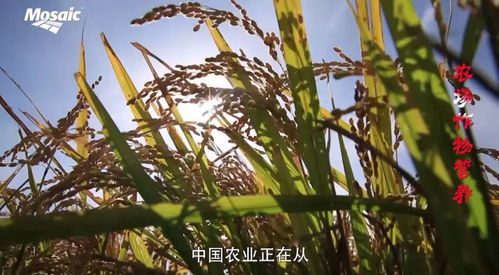 可持續(xù)發(fā)展的農(nóng)場作物營養(yǎng)