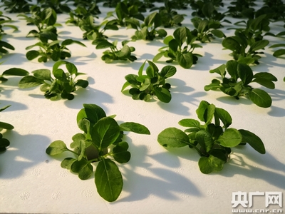 綠色夢工廠,農(nóng)業(yè)新硅谷