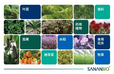 GILE展商有約 | 與李鵬對(duì)話:福建中科三安, 植物工廠技術(shù),讓未來(lái)農(nóng)業(yè)實(shí)現(xiàn)更多可能 - 2022廣州國(guó)際照明展覽會(huì)(光亞展)