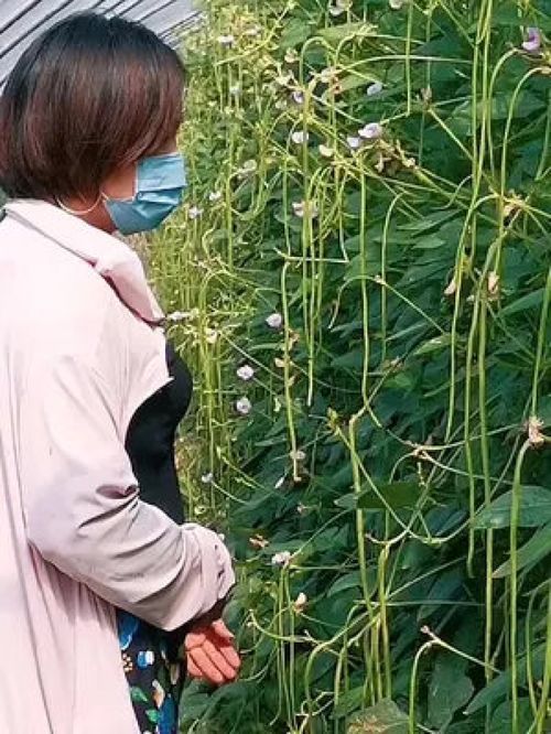 豇豆種植技術(shù) 優(yōu)質(zhì)農(nóng)產(chǎn)品 豆農(nóng)場(chǎng) 豆農(nóng)很難產(chǎn)量上了,價(jià)格沒(méi)了,行情來(lái)了,產(chǎn)量沒(méi)了,唉 每晚八點(diǎn)直播技術(shù)分享