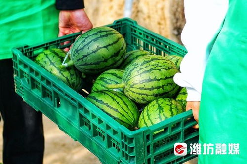 新春走基層 30元一斤 小 糖丸 提早上市搶 鮮 機(jī)